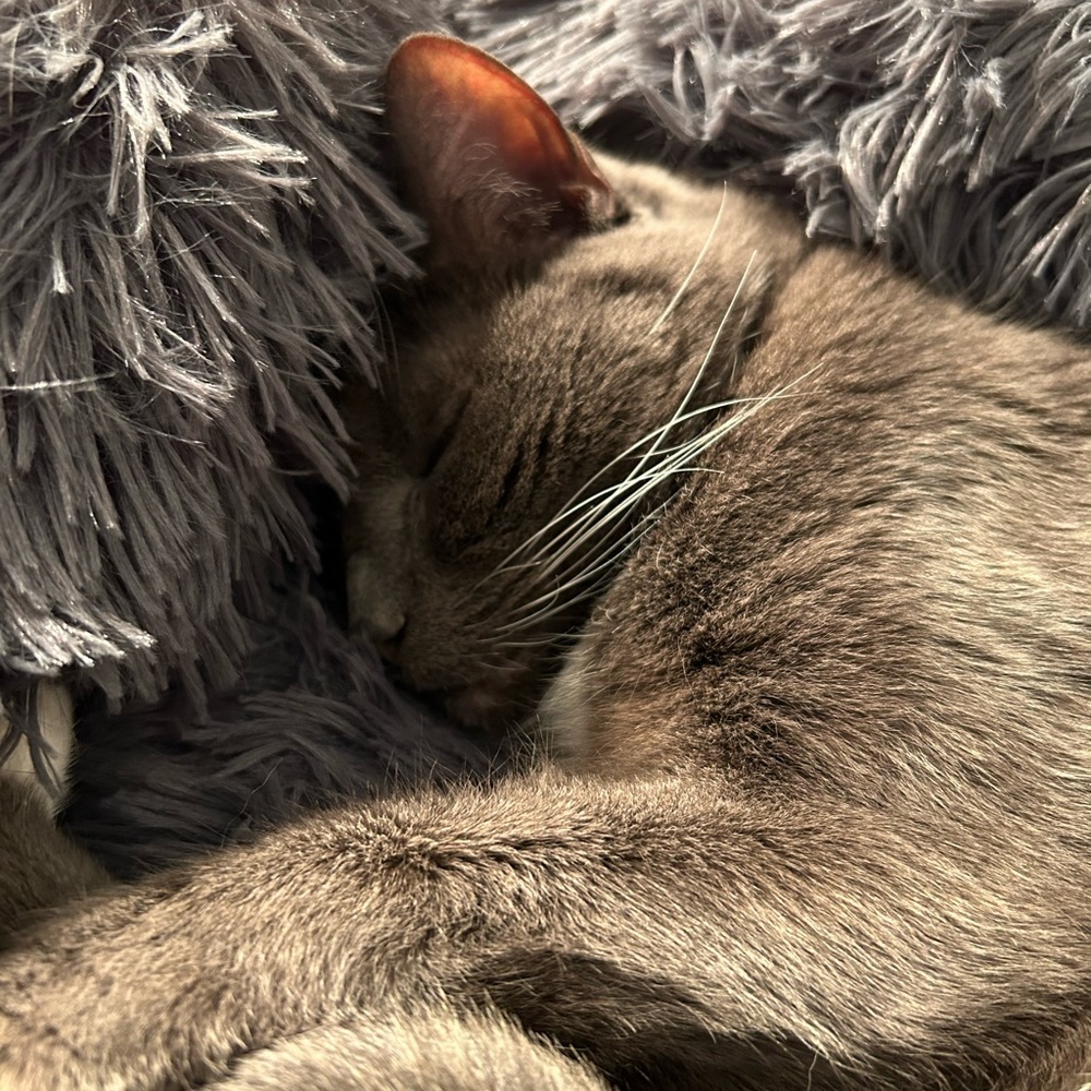 Meet your Posher, Kat